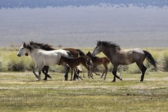 Wild Horses & Burros