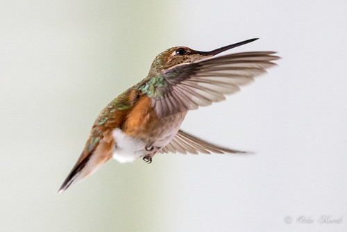 Hummingbirds IMG_3468