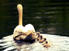 Swans with Cygnets