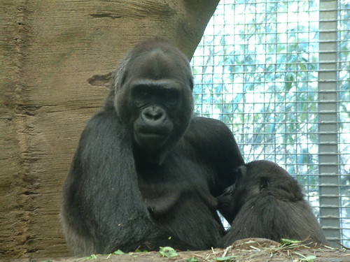 Mom thinking , kid your getting a little big for this ? by Sunshine Gorilla