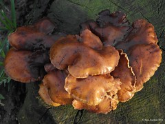 Fungus 2014.