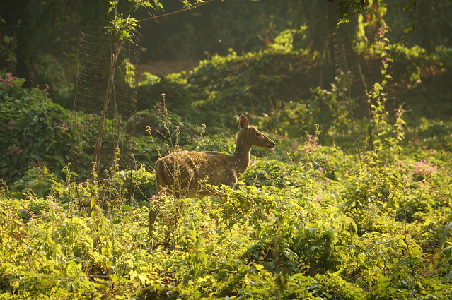 Chital (Spotted Deer)