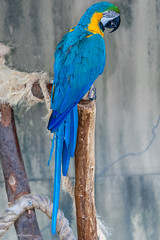 Blue Macaw - Bird Kingdom, Niagara Falls