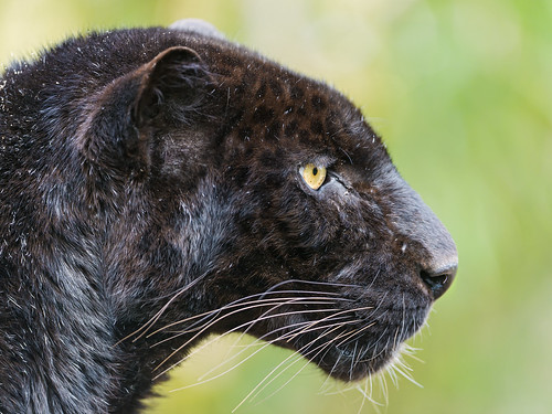 Profile of a black leopard by Tambako the Jaguar