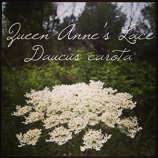 Garden Alphabet: Queen Anne's Lace (Daucus carota)