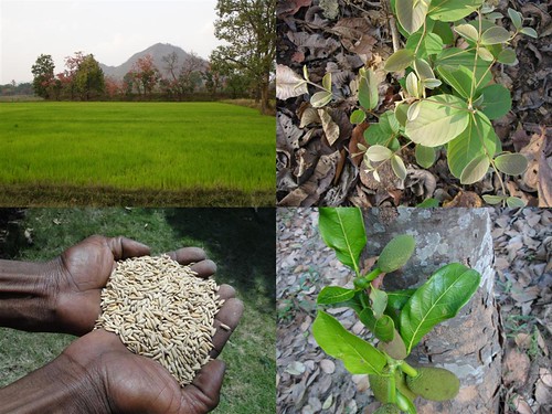 Medicinal Rice Formulations for Diabetes Complications and Heart Diseases (TH Group-50) from Pankaj Oudhia’s Medicinal Plant Database by Pankaj Oudhia