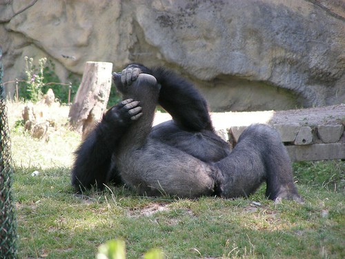 Zoo Schmiding: Gorillas 41 by W i l l a r d
