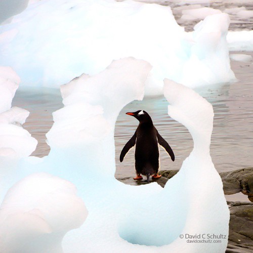 Gentoo penguin on the coast of the Antarctic Peninsula. #Antarctica  #nikon_photography_  #Nikon #penguins #wildlife #nikonphotographers by westlightimages