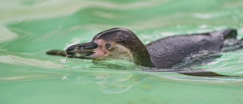Swimming Humboldt penguin by Tambako the Jaguar