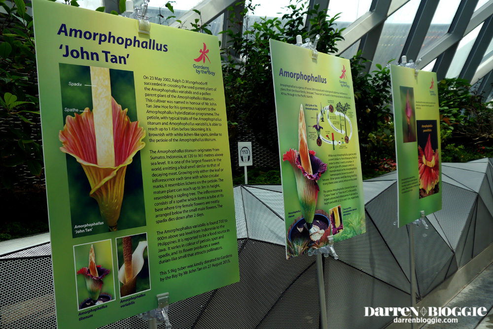Amorphophallus John Tan at gardens by the bay by darrenbloggie