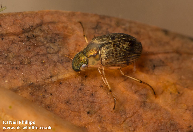 Berosus water scavenger beetle