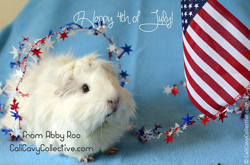 Fireworks safety tips for your guinea pigs