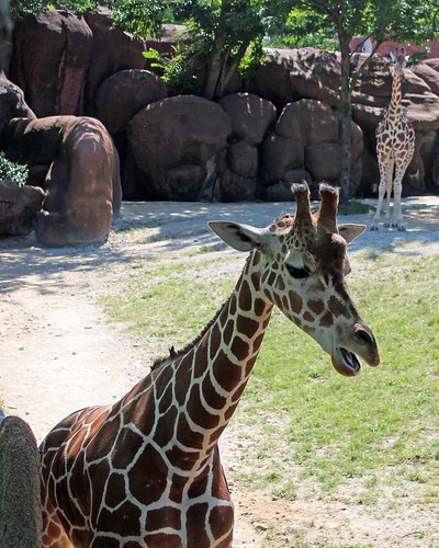 Zoo 7 - Giraffe