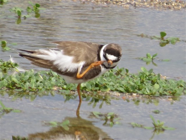 Semipalmated Plover at El Paso Sewage Treatment Center in Woodford County, IL 11