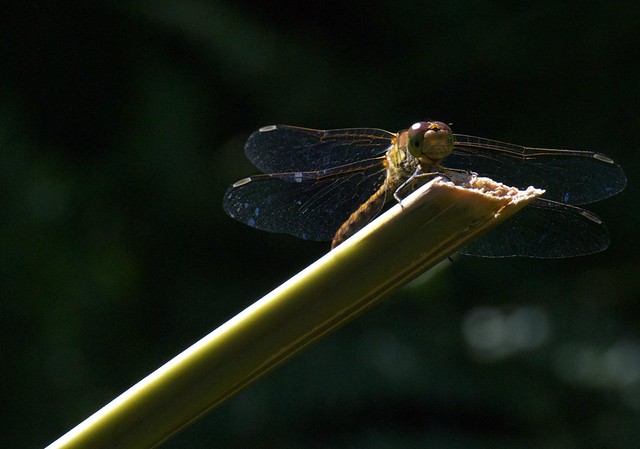 DSC_6922 dragonfly