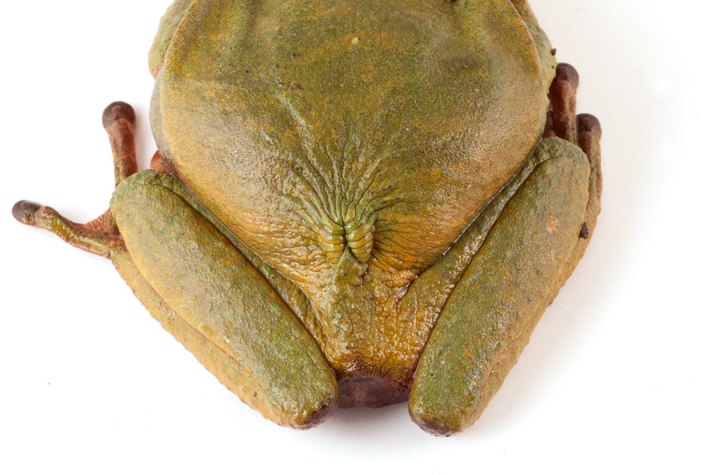 <i>Gastrotheca testudinea</i> Rana marsupial caparazón de tortuga ♀