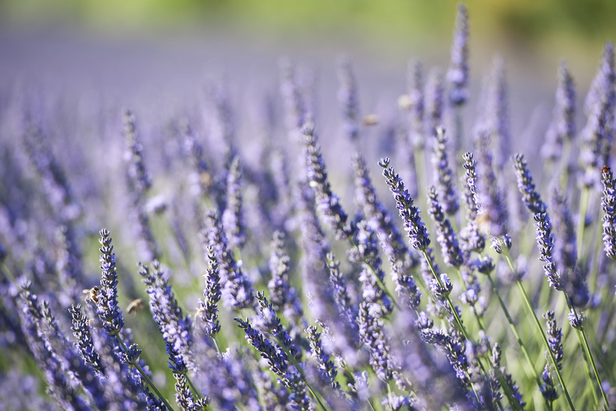 Lavender Field, France 2013