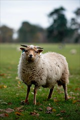 Sheep filled Derbyshire