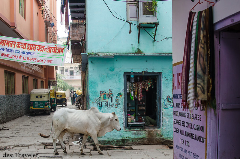 cow in lanes of Varanasi banaras galiyan