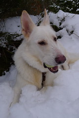 Astor i snön