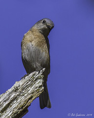 Western Bluebird - Female