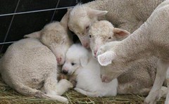 aggredito dalle pecore
