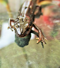 Amphibians Newt's Frog's any Pond Life!