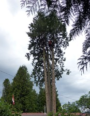 Cedar Tree Removal June 2013