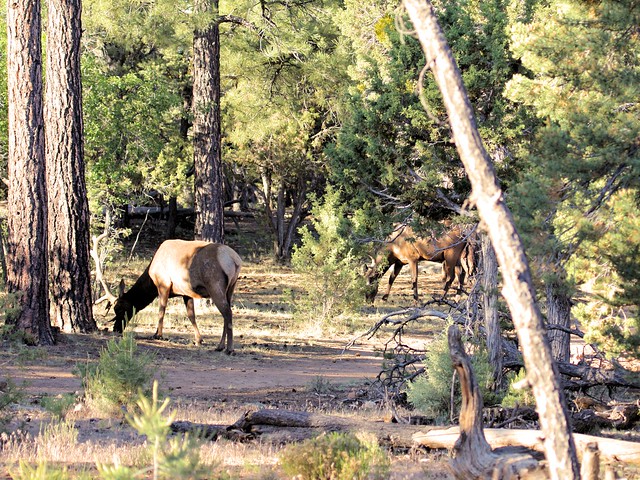 Elk browsing 20130618