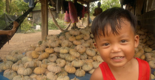 Pumpkin harvest in North East Thailand 2012 by tGenteneeRke langs de Mekong