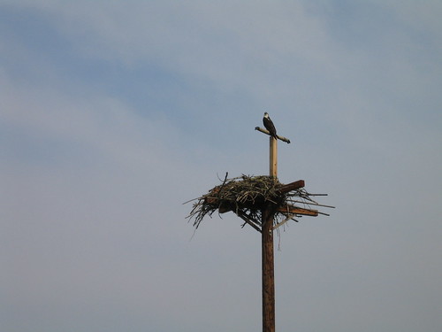 An osprey and its nest