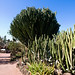 El Jardín Botánico Viera y Clavijo,( Jardín Canario) en Las Palmas de Gran Canaria