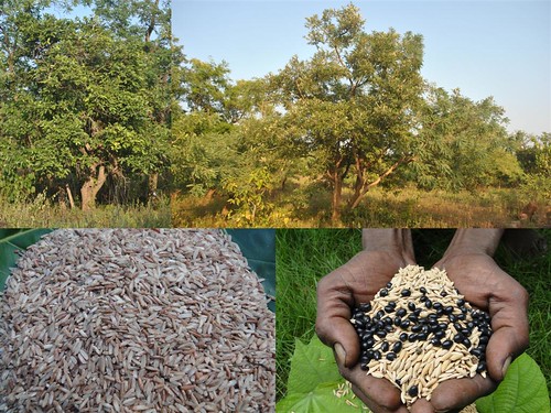 Indigenous Medicinal Rice Formulations for Pancreas Revitalization and Cancer and Diabetes Complications (TH Group-121 special) from Pankaj Oudhia’s Medicinal Plant Database by Pankaj Oudhia