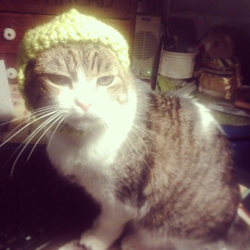 Kiwi in her new hat I crocheted for her. by Emilyannamarie