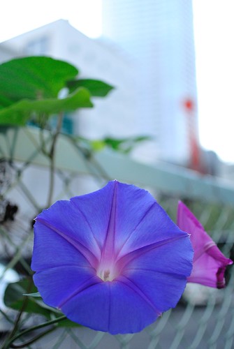 The morning glory of October seen on the commuting way No.1.