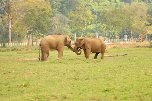 Elephant Nature Park 5