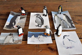 Antarctica Penguins match up