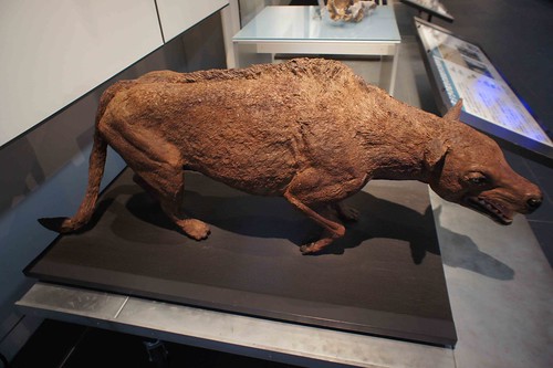 中爪獸復原標本模型。作者攝於日本北海道足寄動物化石博物館。