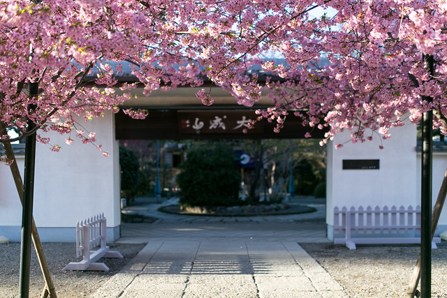 普門院の桜