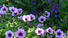 Pretty Purple Petunias byt the Cottage Garden