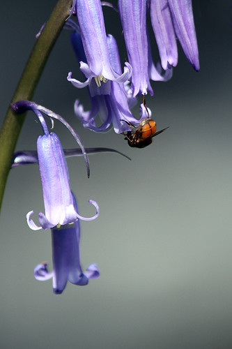Bluebell Bug