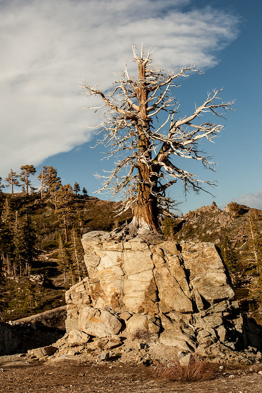 RockyTree_SquawValley__CA_G.LHeureux-0624