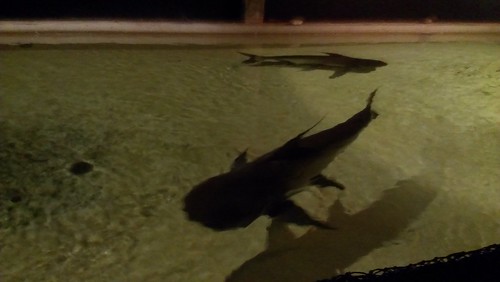 Koh Samui Aquarium サムイ島　水族館