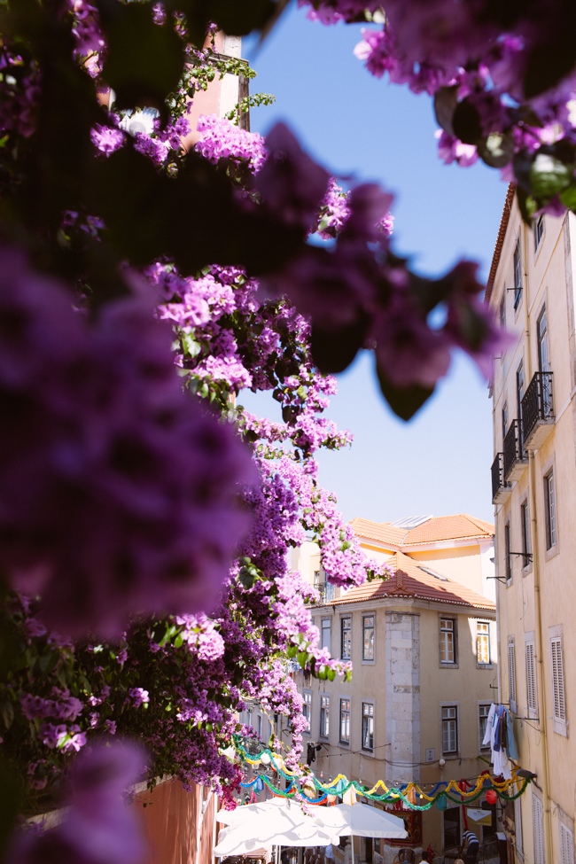 Lisbon flowers