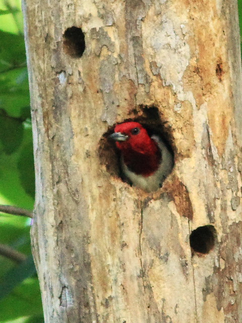 Red-headed Woodpecker South Nest 20130820