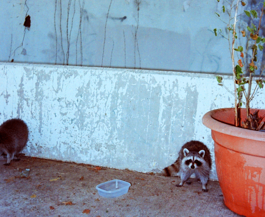 flushing-raccoons-01-small