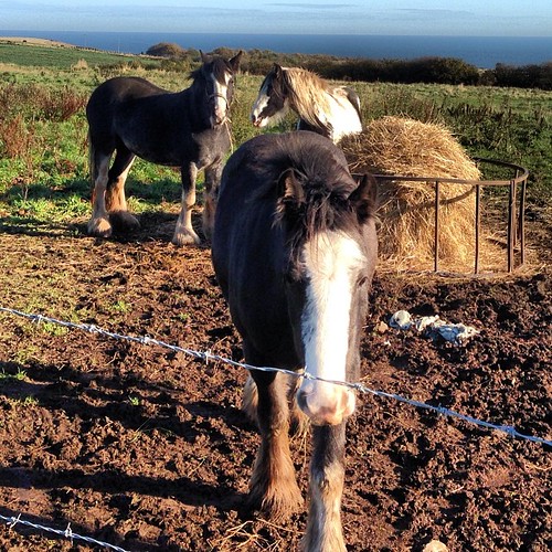 They've got a nice view. #blog #blogger #blogging ©http://laurasdiatribe.blogspot.co.uk #horse #horses #view #scenery #sea #seaview #countryside #England