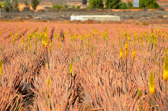 Aloe vera fields, Fuerteventura