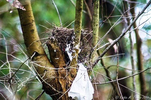 Birds nest with plastic
