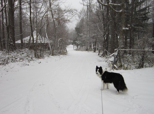 雪降る家の前の道路　2013年12月13日15:05 by Poran111